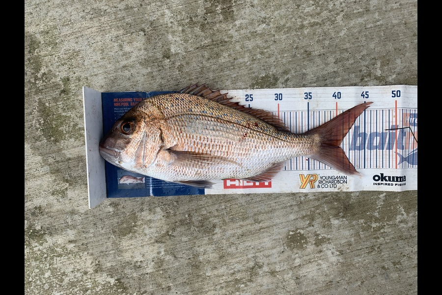 Mark Piskulic caught this 40.0cm Snapper at Northland during The Export NZ Fishing Competition